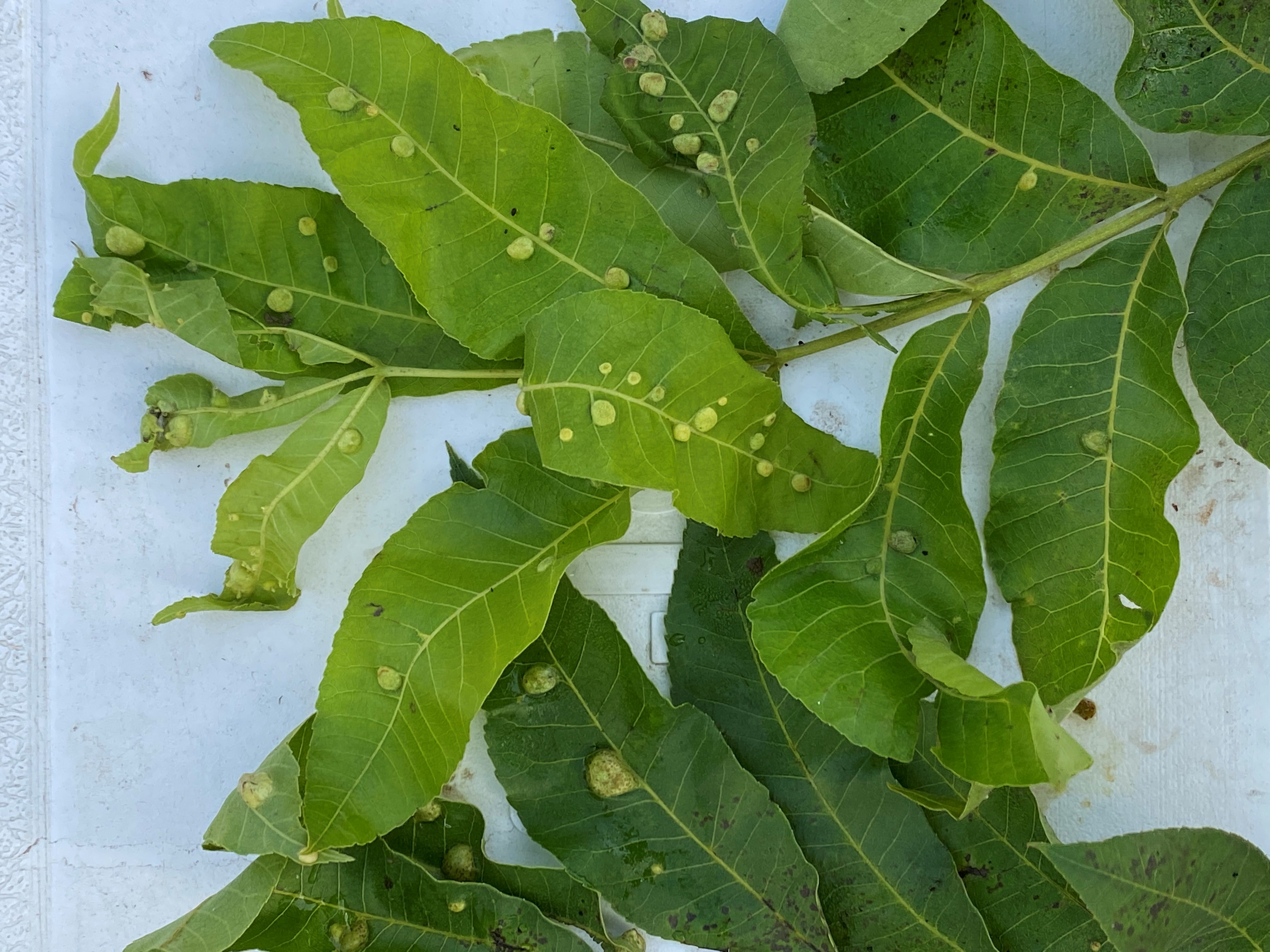 Leaf phylloxera